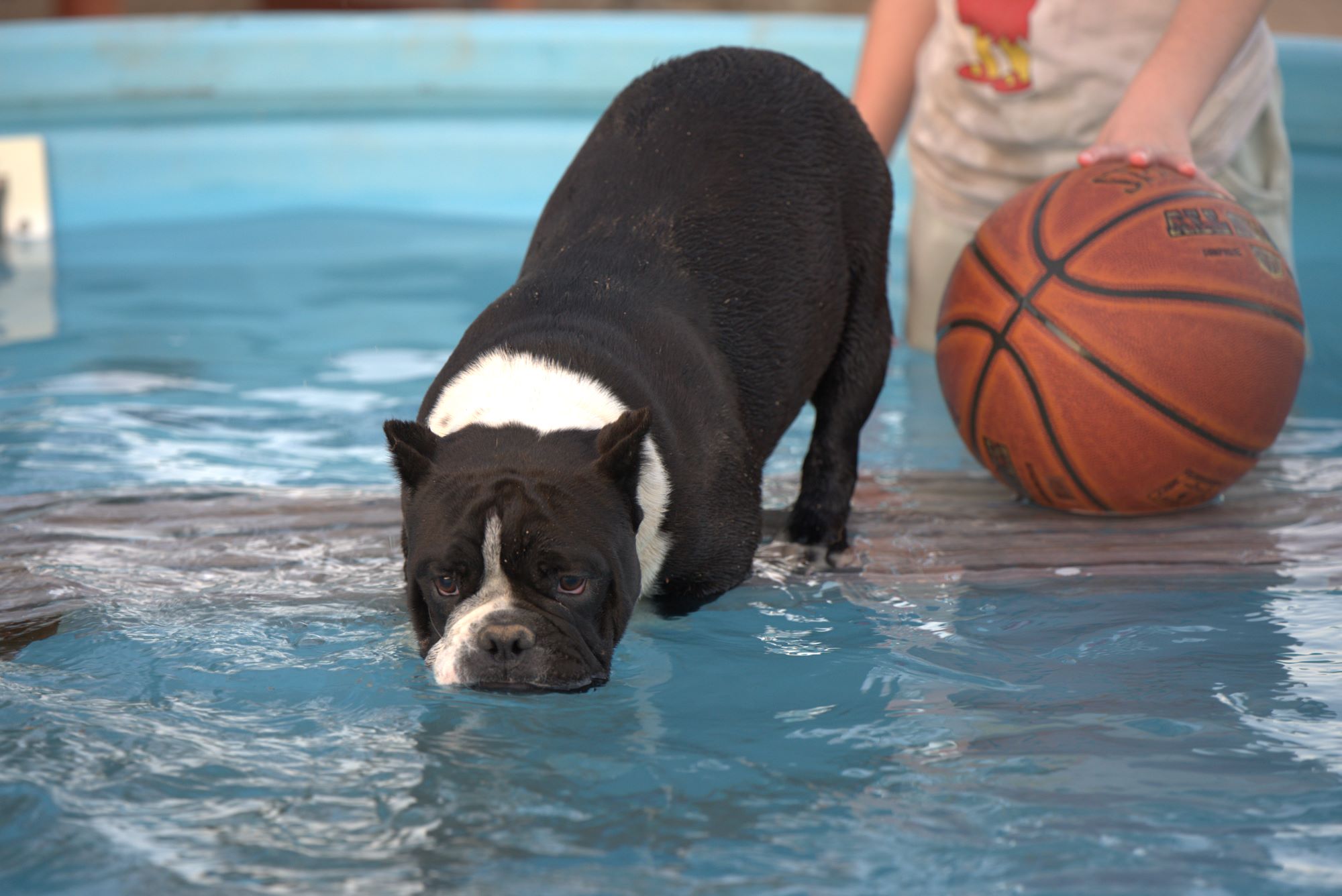 micro exotic bulldog micro exotic bulldog