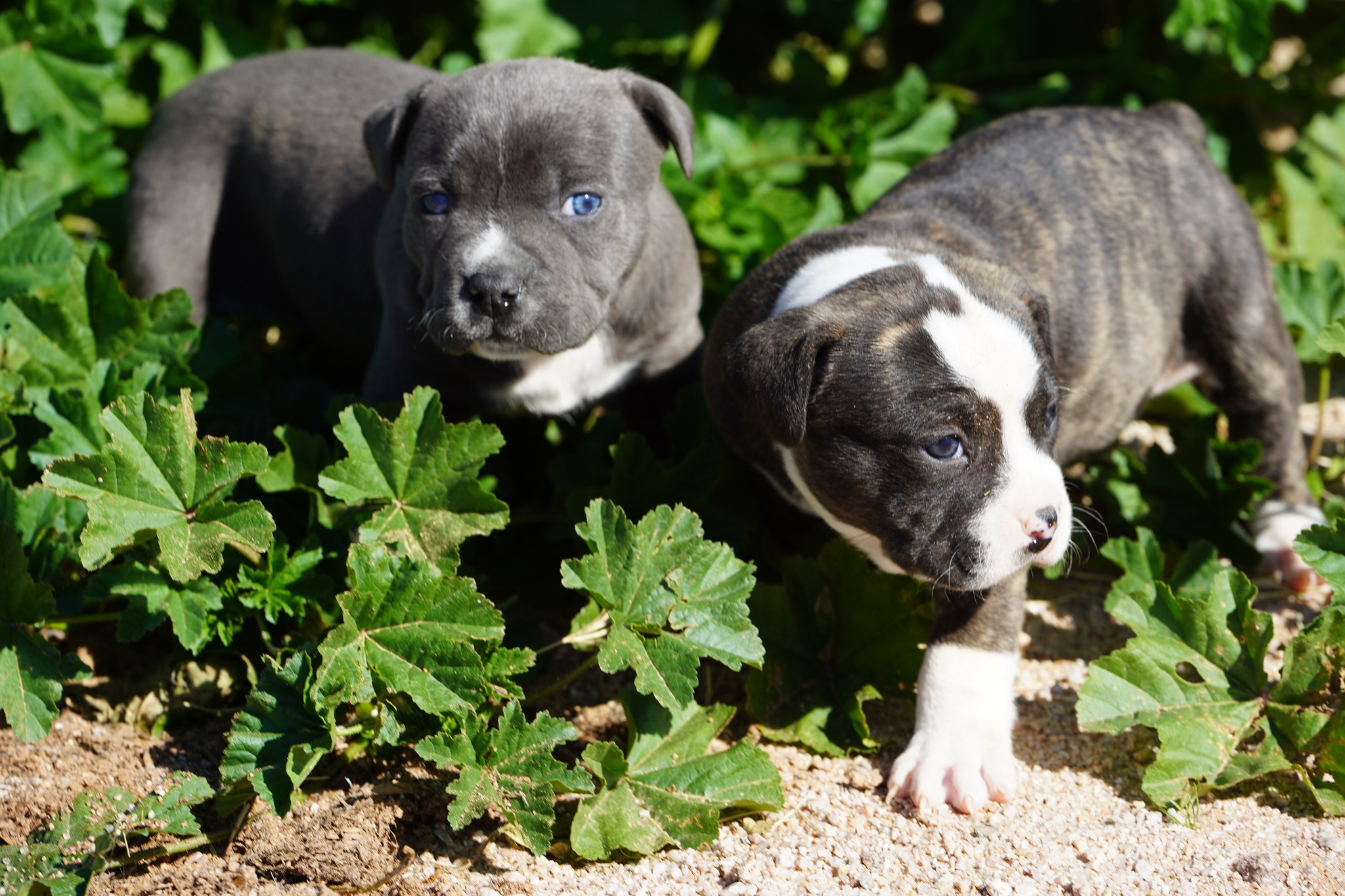 American Bandogge Mastiff