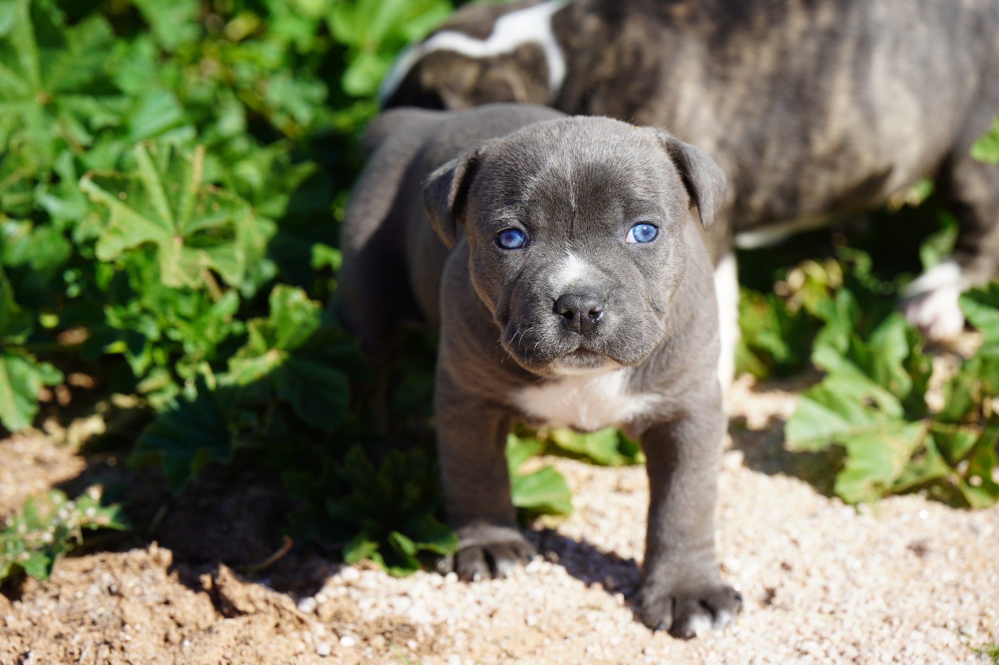 American Bandogge Mastiff
