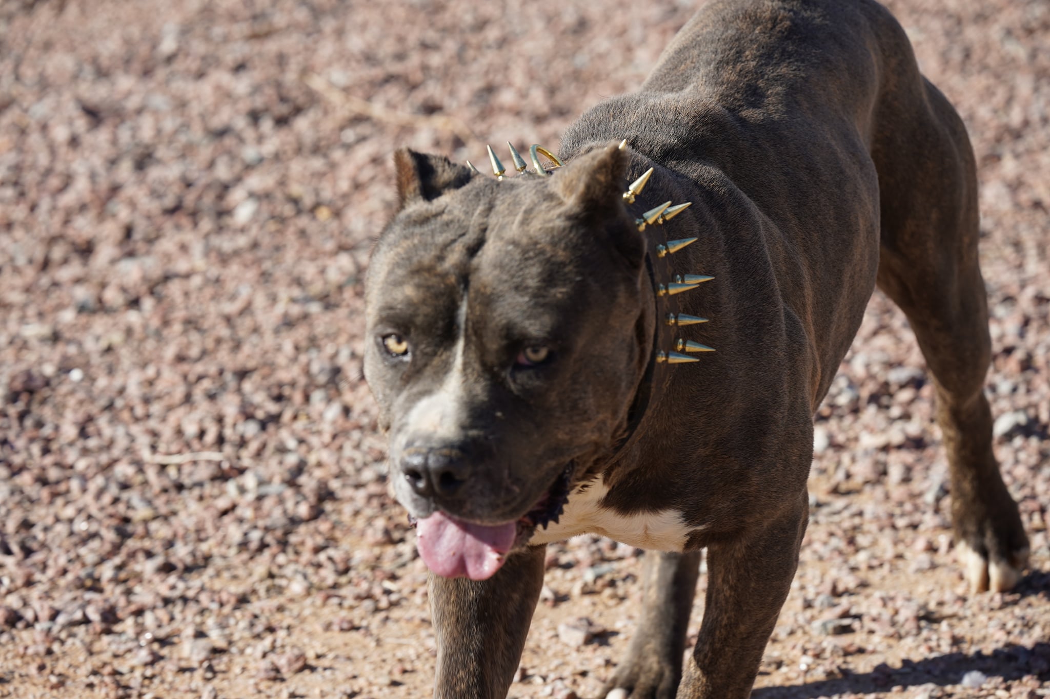 American Bandogge Mastiff